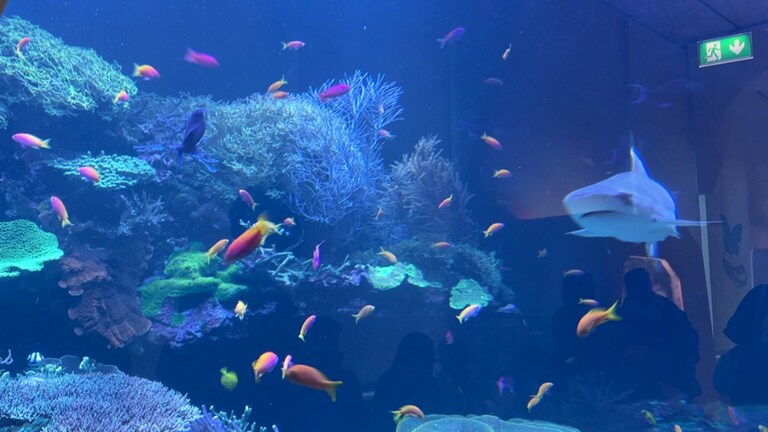 Fische und ein Hai schwimmen im Aquarium im Naturkundemuseum in Karlsruhe. 