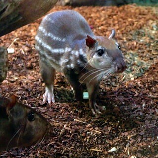 Paka im Karlsruher Zoo: Das Nagetier hat weiße Streifen und schaut neugierig in die Kamera.