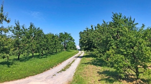 Ein Schotterweg führt zwischen grünen Bäumen auf einer Streuobstwieder hindurch. Der Wanderweg Gültstein bei Stuttgart in Baden-Württemberg lohnt sich für einen Ausflug. Wir haben Wanderungen rund um den Bodensee oder die Schwäbische Alb gesammelt.