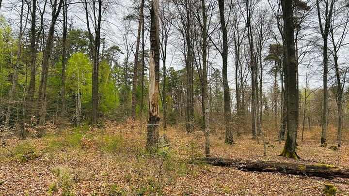 Der Pfälzerwald bei Trippstadt bei wolkigem Himmel und trübem Wetter.