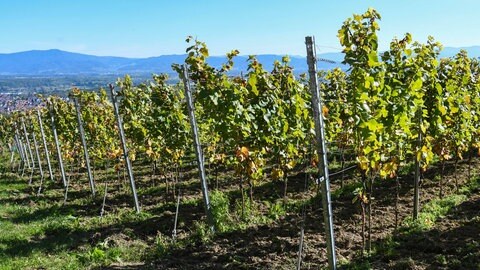 Abgeerntete Rebstöcke in einem Weinberg in Eichstetten am Kaiserstuhl