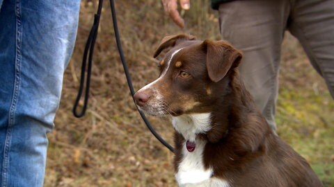 Hündin Sally ist an der Leine und schaut auf einem Feldweg in die Ferne. Sie hat dunkelbraunes Fell, einen hellen Unterleib und hellbraune Pfoten. Sie ist ein Australian Shephard-Labrador-Mischling 