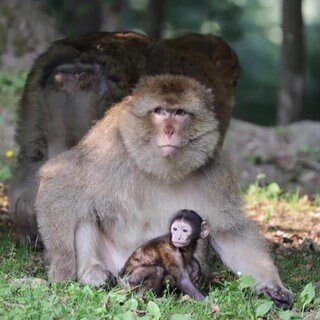 Affe und Affennachwuchs