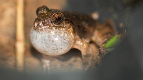 Froschart mit besonderer Flirting-Technik: Der kleine indische Charles Darwin Frosch ist in der Lage verschiedene komplexe Balzrufe zu erzeugen. So wollen die Männchen die Gunst der Weibchen gewinnen. 