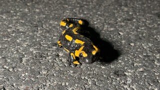 Ein Feuersalamander sitzt bei Wachenheim (Kreis Bad Dürkheim) auf der Straße: Die K16 ist derzeit wegen der Amphibienwanderung gesperrt. 