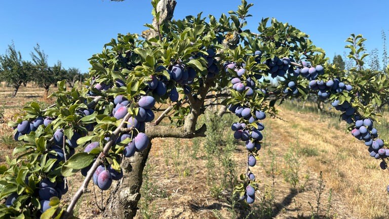 Pflaumenbaum 