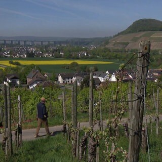 Ein Mann geht mit seinem Hund durch die Reben in Bad Neuenahr-Ahrweiler beim guten Wetter spazieren