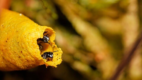 Einige Bienenarten haben im Laufe der Evolution ihren Stachel auch wieder verloren. Das Gift der Biene war vor dem Stachel da.
