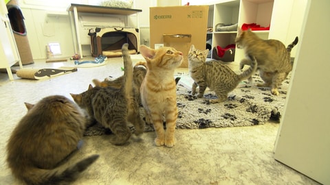 Katzen im Tierheim Frankenthal. Die Tierheime in Rheinland-Pfalz brauchen mehr Geld.