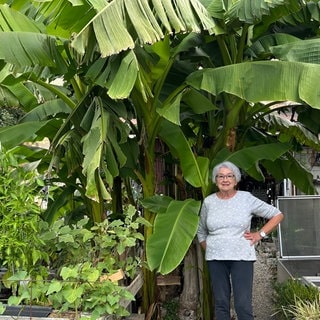Die Bananenstaude im Garten von Elke Müller in Stutensee (Landkreis Karlsruhe).