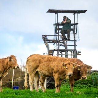 Weideschlachtung auf dem Bio-Hof Ketteler in Borken: Hubert Ketteler sitzt mit dem Gewehr im Anschlag auf einem Hochstand oberhalb der Rinderherde bei Borke: Kleinere Betriebe schlachten Hühner und Rinder oft selbst. 