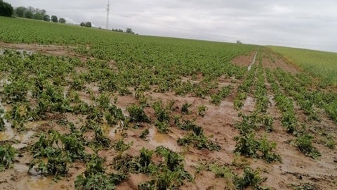 Schäden durch Hagelkörner auf einem Feld nach einem Unwetter im Kreis Schwäbisch Hall.