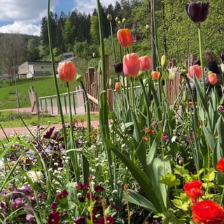 Tulpen auf der Landesgartenschau Freudenstadt-Baiersbronn