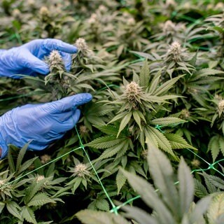 Ein Vereinsmitglied begutachtet die Pflanzen in einem Cannabis-Social-Club. In Baden-Württemberg gibt es davon 24.