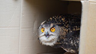 Ein Uhu blickt aufgeregt aus einem Pappkarton: Er ist einer von zwei Uhus, die der Pharmakonzern AbbVie auf seinem Werksgelände in Ludwigshafen ausgewildert hat. 