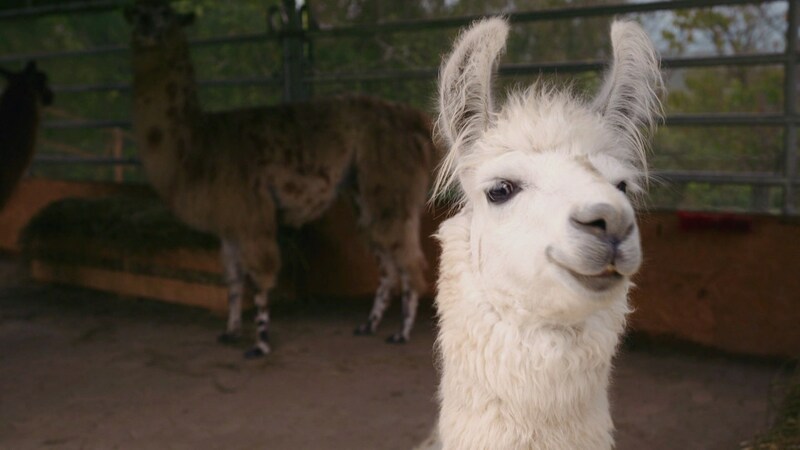 Lamas in Brey