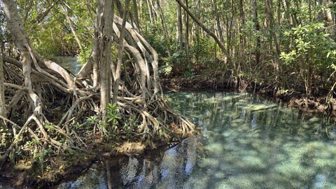 Das einzigartige Ökosystem ist seit 100.000 Jahren "in der Zeit gefangen." (Süßwasserquelle in Mangrovenwald, Mexiko)