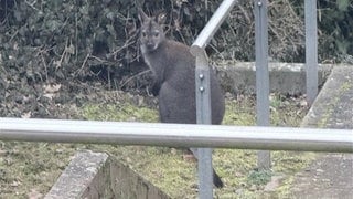 Kängurus in Otterbach ausgebüxt.