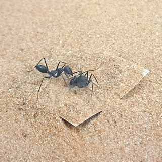 Arbeiterinnen der Ameisenart Cataglyphis niger