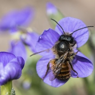 Eine Biene oder Wildbiene landet auf einer Blume im Garten. 