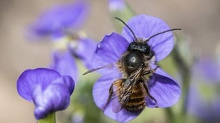 Eine Biene oder Wildbiene landet auf einer Blume im Garten. 