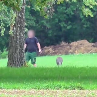 Kanguru auf der Wiese