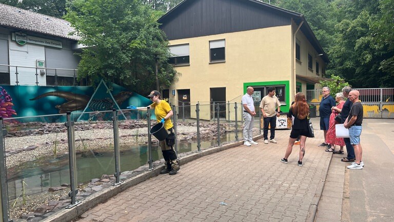 Die Otter aus dem Zoo Kaiserslautern spielen in ihrem neuen Gehege.