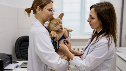 Eine Tierärztin untersucht einen Hund in ihrer Tierarztpraxis. Die Kosten für eine Tierarztbesuch sind gestiegen. 