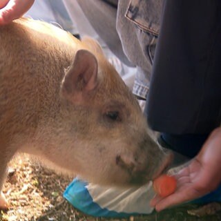 Eine Mini-Schwein isst ein Stück Karotte aus der Hand einer Schülerin. 