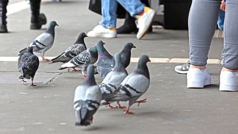 Tauben gehören zum Stadtbild in Ulm und machen viel Dreck: Die Stadt geht gegen Menschen vor, die die Tiere füttern. (Symbolbild)