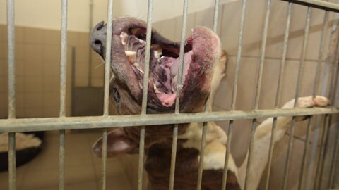 Ein Hund hinter Gittern der Rasse American-Stafford fletscht mit den Zähnen. (Symbolbild)