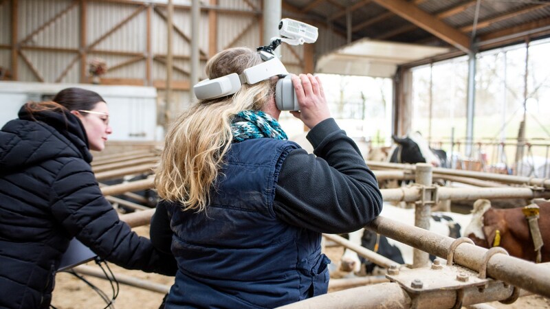 Mit der VR Brille sieht Tierärztin Amelie Hansen die Welt wie eine Kuh. Sie kann die Entfernung nicht einschätzen und stösst gegen die Stange.
