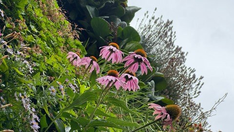 Blumen und Gräser auf der Fassade des Hauses von Volker Lück in Karlsruhe-Knielingen