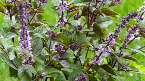 Afrikanisches Strauchbasilikum mit vielen kleinen, lilanen Blüten an den Stängeln. 