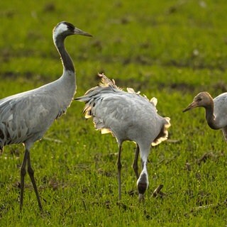 Kraniche stehen auf einem Feld. Breitet sich die Vogelgrippe bald auch in Süddeutschland aus? (Symbolbild)