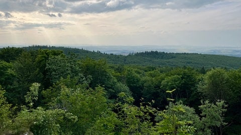Wald rund um den Donnersberg