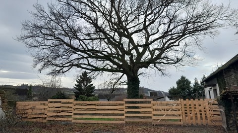 Um die Eiche steht jetzt ein Bretterzaun, damit die schweren Baugeräte nicht in die Nähe des Baumes fahren und die Wurzeln im Erdreich schädigen. 