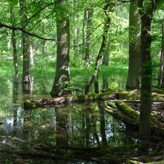 Trockenheit im Pfälzerwald
