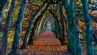 Hainbuchen-Alle: Der Ausdruck "hanebüchen" hat mit den Bäumen zu tun, nicht mit dem Hahn. Wie kommt's?