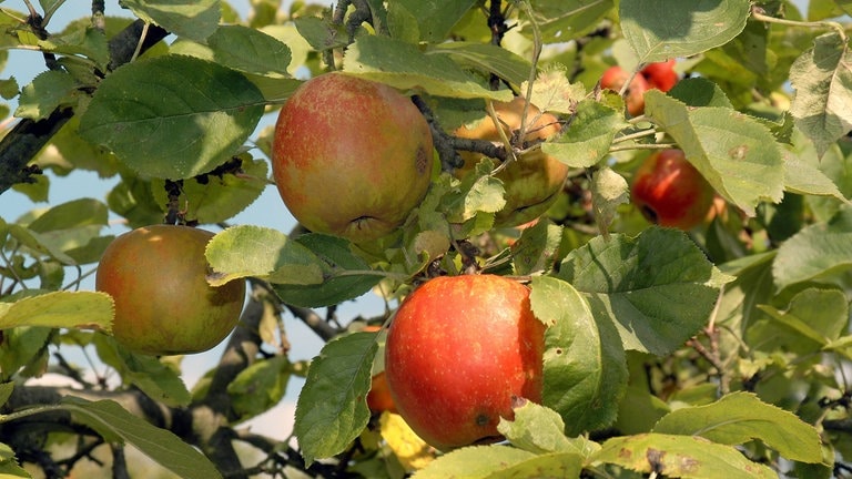 Äpfel der Sorte Boskoop am Baum