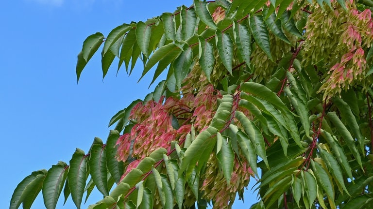 Götterbaum