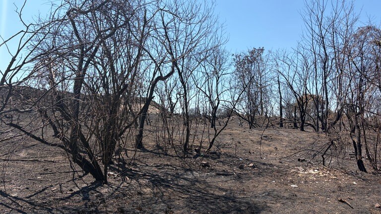 Brand auf Friesenheimer Insel: Sträuche und Bäumer sind schwarz und verkokelt.