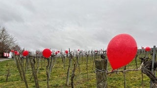 Rote Ballons am Batzenberg bei Schallstadt