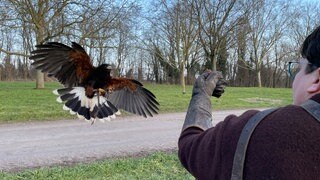 Falknerin Yvonne Braum trainiert mit Bussard Bowie für die Beizjagd.