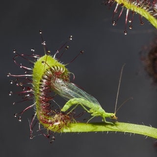 Fleischfressende Pflanze: Zwergsonnentau frisst Gemeine Florfliege
