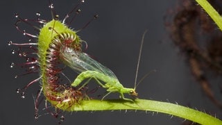 Fleischfressende Pflanze: Zwergsonnentau frisst Gemeine Florfliege