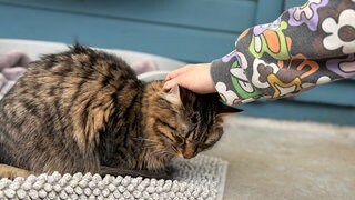 Tierheim Karlsruhe sucht ehrenamtliche Katzenstreichler