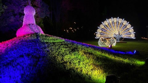 Lichterzauber auf der Mainau beim Christmas Garden.
