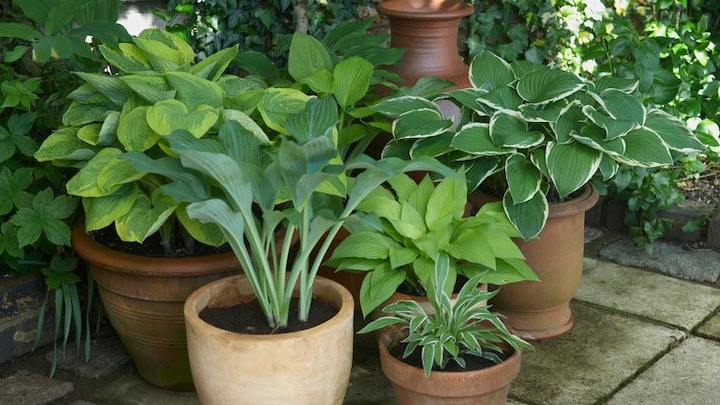 Verschiedene Hosta-Arten (Funkien) in Töpfen in einer schattigen Ecke der Terrasse, darunter Hosta "August Moon", Hosta "Francee", Hosta "Ginko Craig", Hosta "Krossa Regal", Hosta "Wide Brim" und Hosta "Fortunei F Aurea".