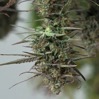 Cannabis